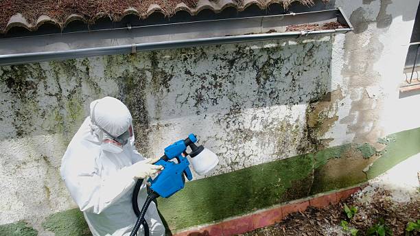 Top rated local Commercial Mold Remediation specialists in Springfield, FL